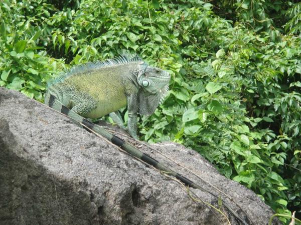  Photo: L'iguane commun (Iguana iguana)
