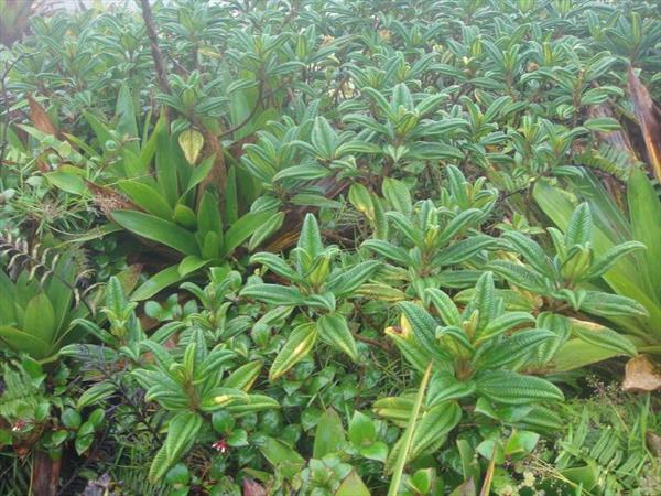  Photo: Bois cotelette montagne (Miconia vulcania)