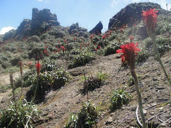  Photo: Ananas rouge montagne (Pitcairnia bifrons)