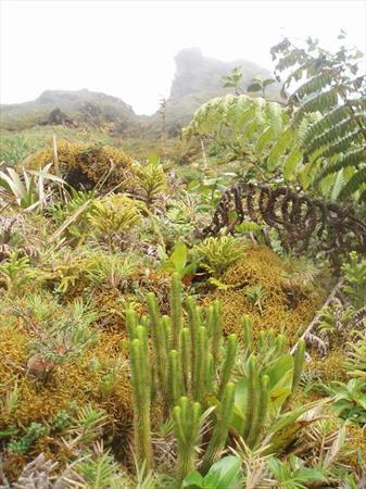  Photo: Lycopodes (Lycopodium siberianum)