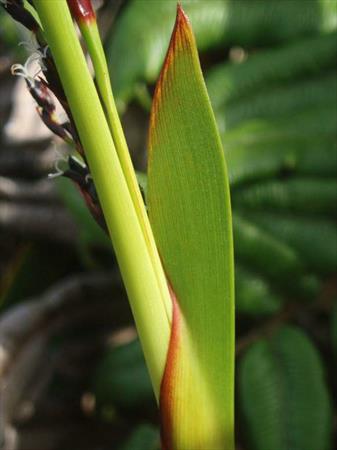  Photo: Détail d'une herbe (Machaerina restioides)