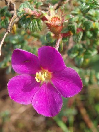  Photo: Thym montagne (Tibouchina ornata)