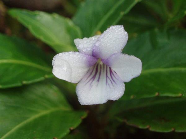  Photo: Violette montagne (viola stipularis)