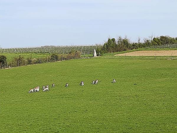  Photo: J3 - 111136 - Cassaigne.jpg