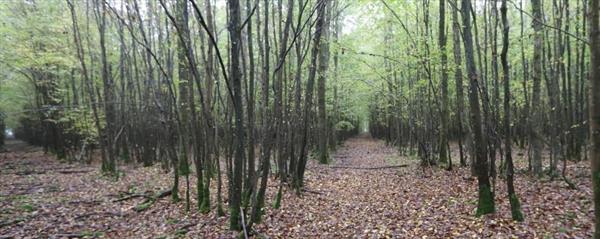  Photo: p2.jpg