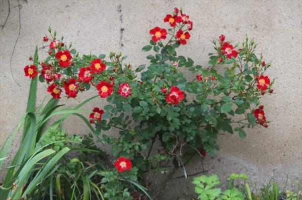  Photo: p2.jpg
