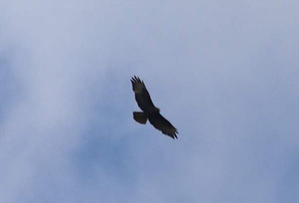  Photo: p5.jpg