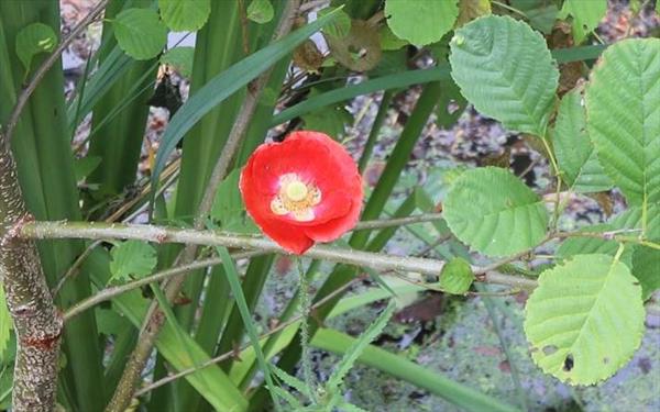  Photo: p24.jpg