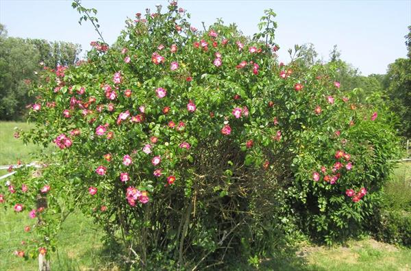  Photo: p12.jpg