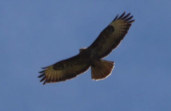  Photo: p16.jpg