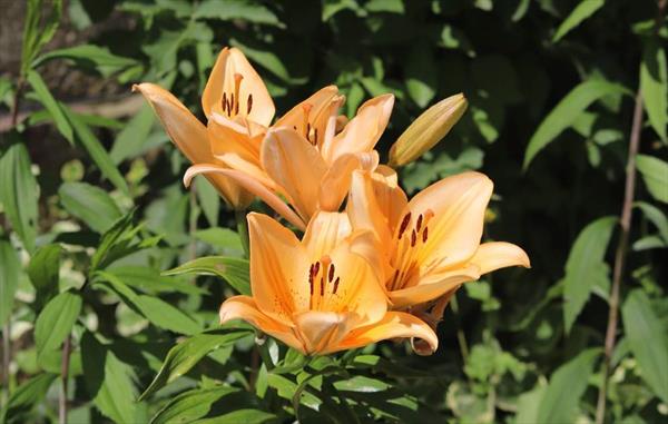  Photo: p18.jpg