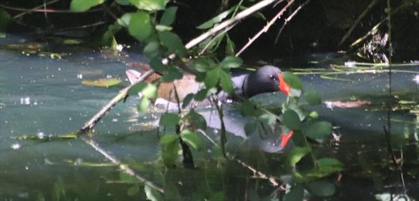  Photo: p27.jpg
