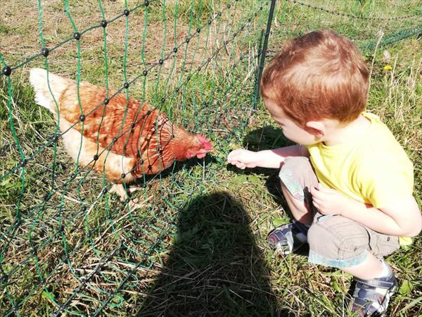  Photo: 1. Enfants avec poule - crédit photo Célia WAXIN.j