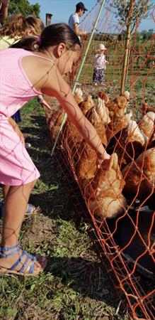  Photo: 1. Poules - Crédit photo Amélie DEBOCK.jpg