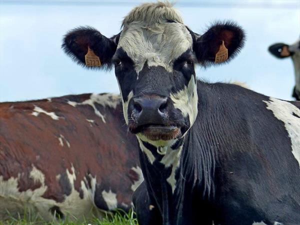  Photo: Vaches normande - Crédit photo Gilles Heuline.JPG