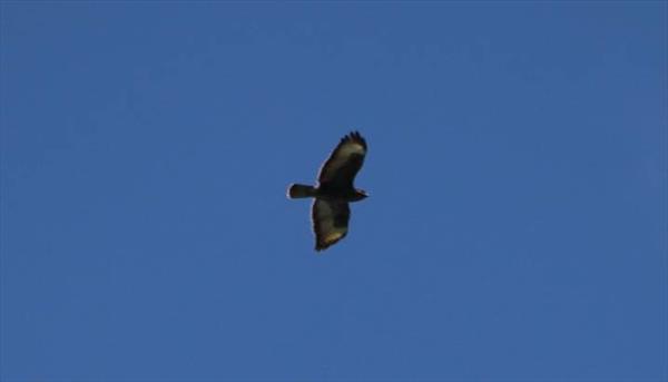 Photo: p1.jpg
