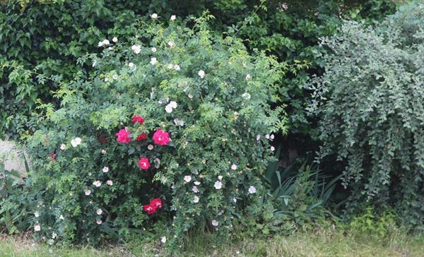  Photo: p9.jpg