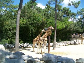 Zoo de La Palmyre en Charente Maritime Août 2017