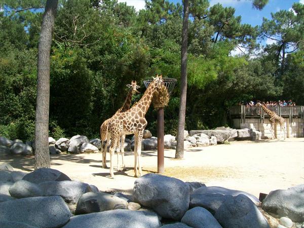  Photo: la-palmyre-girafes-2.JPG