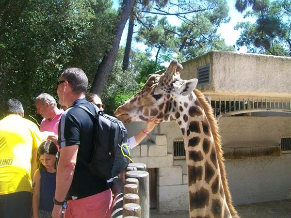  Photo: la-palmyre-girafes-7.JPG