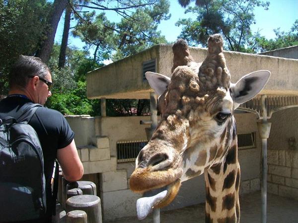  Photo: la-palmyre-girafes-8.JPG