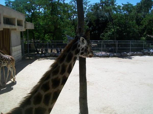  Photo: la-palmyre-girafes-9.JPG
