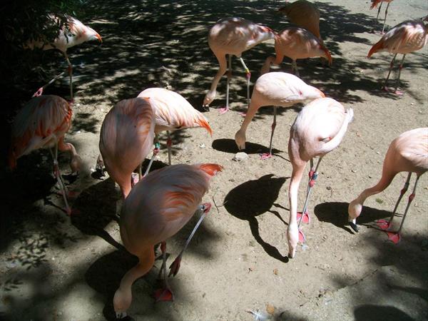  Photo: la-palmyre-flamands-roses-15.JPG