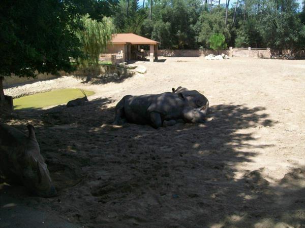  Photo: la-palmyre-rhino-47.JPG