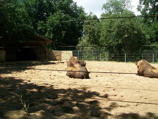  Photo: la-palmyre-bison-58.JPG