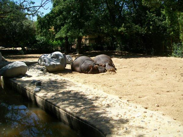  Photo: la-palmyre-hippopotame-59.JPG