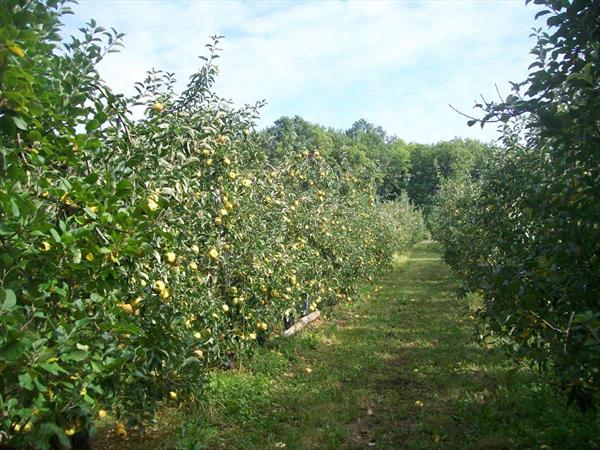  Photo: hervouet-garat_le-verger-des-pommes_ph28.jpg