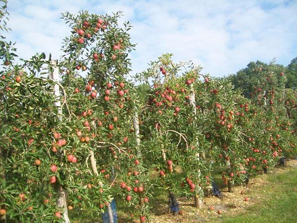  Photo: hervouet-garat_le-verger-des-pommes_ph32.jpg