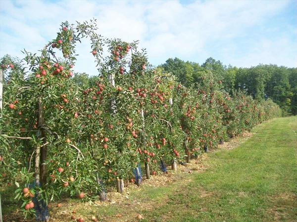  Photo: hervouet-garat_le-verger-des-pommes_ph33.jpg