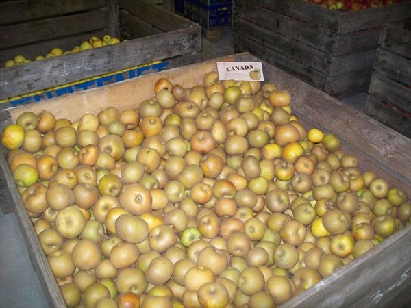  Photo: hervouet-garat_les-pommes-en-magasin_canada_ph55.j