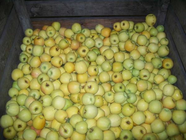  Photo: hervouet-garat_les-pommes-en-magasin_golden_ph47.j