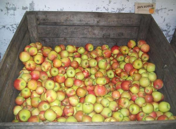  Photo: hervouet-garat_les-pommes-en-magasin_jonagold_ph50