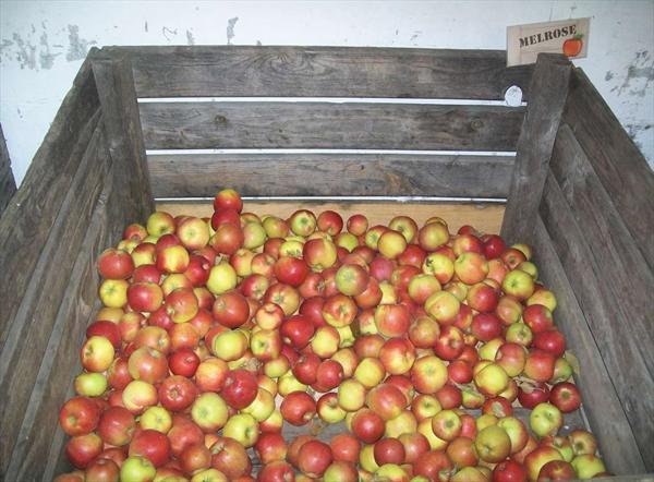  Photo: hervouet-garat_les-pommes-en-magasin_melrose_ph51.