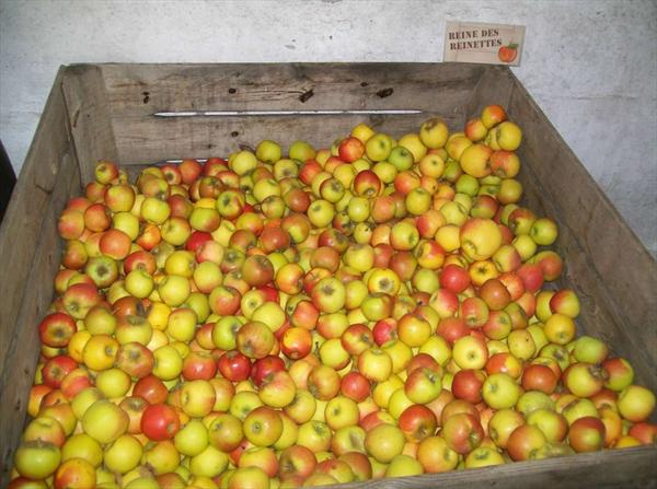  Photo: hervouet-garat_les-pommes-en-magasin_reine-des-rei