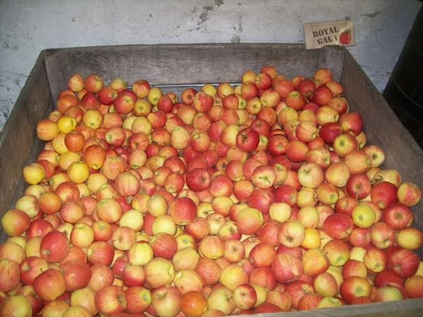  Photo: hervouet-garat_les-pommes-en-magasin_royal-gali_ph