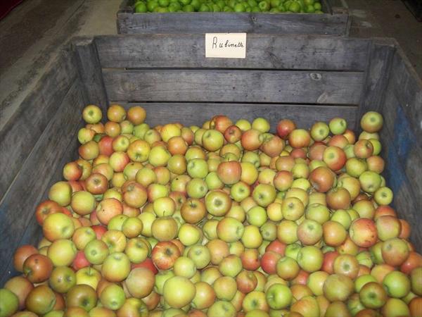  Photo: hervouet-garat_les-pommes-en-magasin_rubinettes_ph