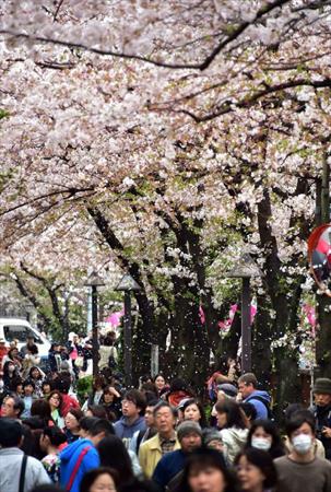  Photo: 4665501_japon-cerisier-tokyo.jpg
