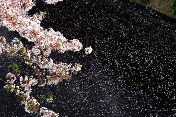 Avec la fin des durs mois d'hiver, les délicates fleurs roses ou blanches des cerisiers plantés un peu partout au Japon ...