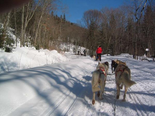 No more noise. Just need to help the dogs. Photo: Great moment